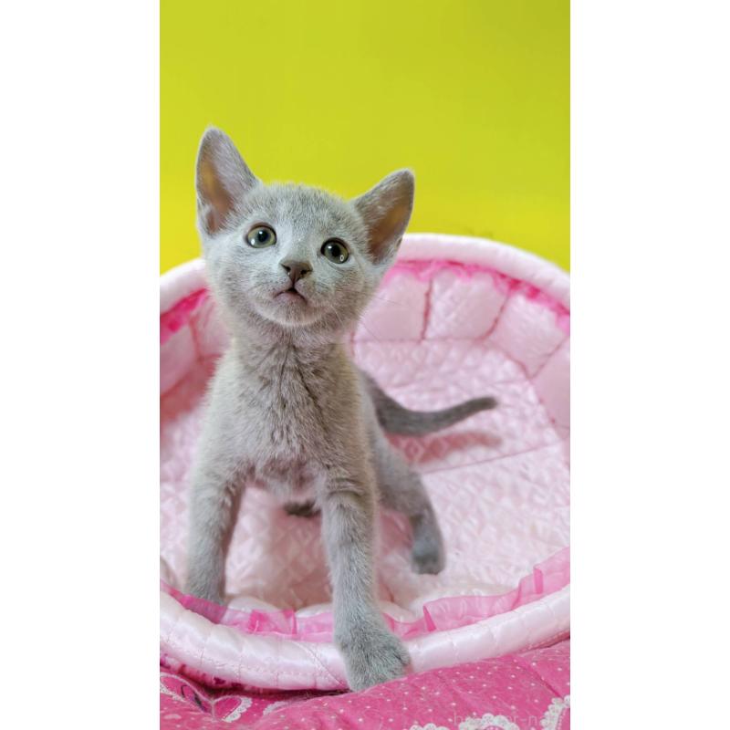 販売中の埼玉県のロシアンブルー-132739の5枚目