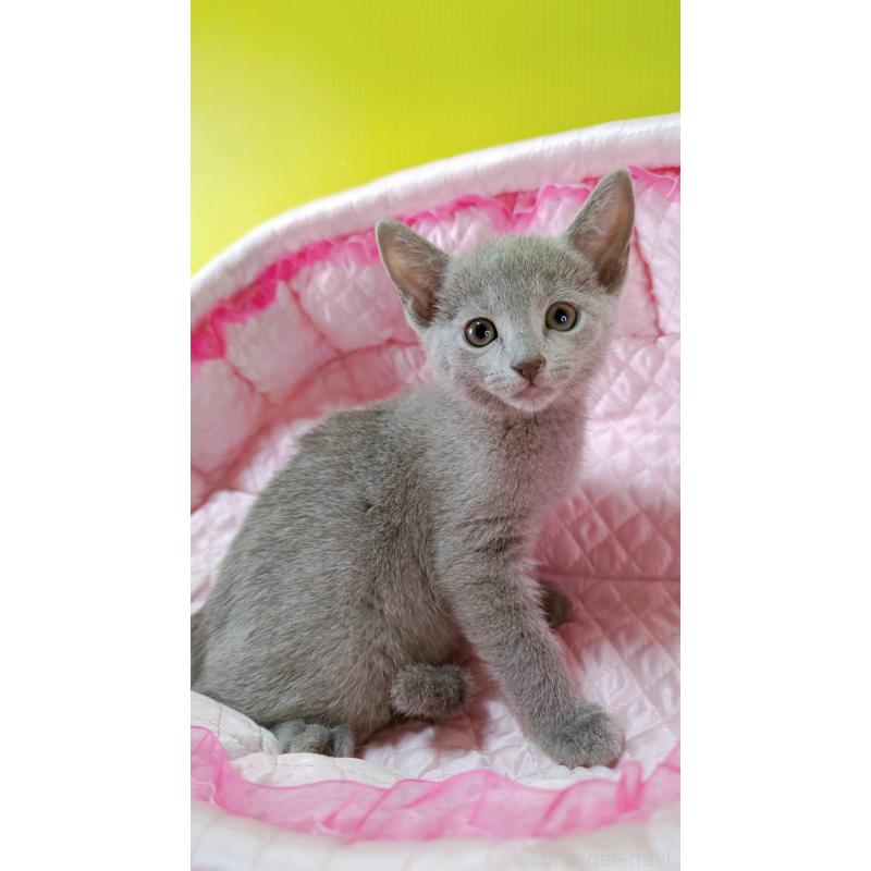 販売中の埼玉県のロシアンブルー-132739の4枚目