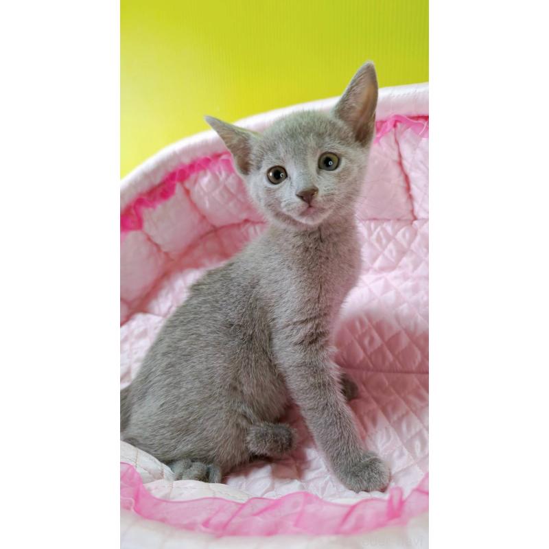 販売中の埼玉県のロシアンブルー-132739の3枚目