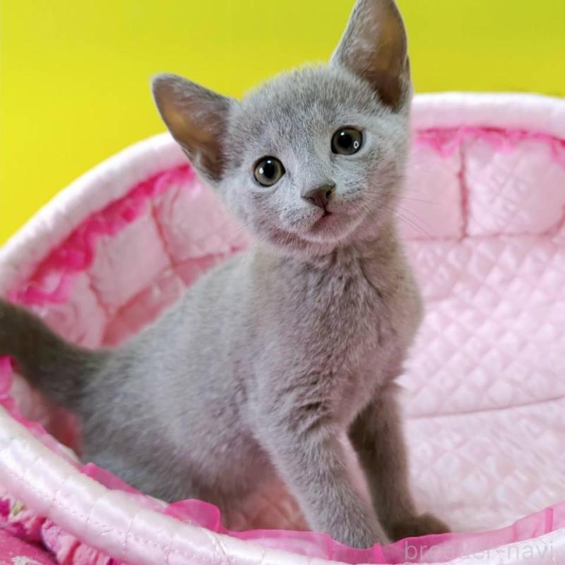 販売中の埼玉県のロシアンブルー-132739