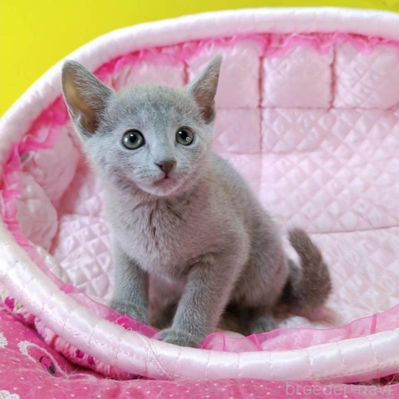 販売中の埼玉県のロシアンブルー-132739の2枚目