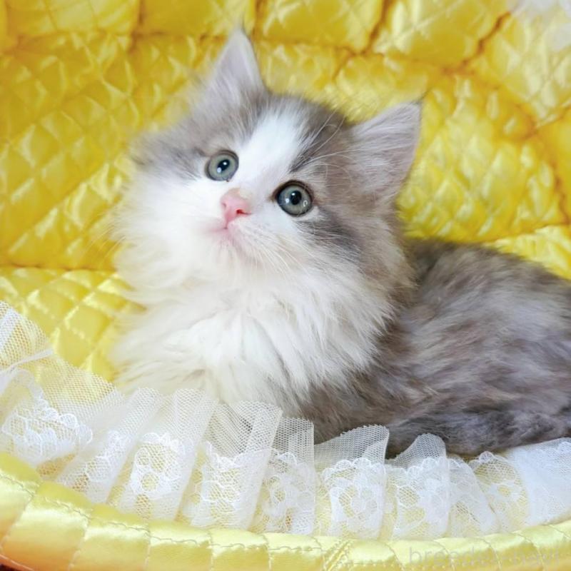 販売中の埼玉県のノルウェージャンフォレストキャット-132740の1枚目