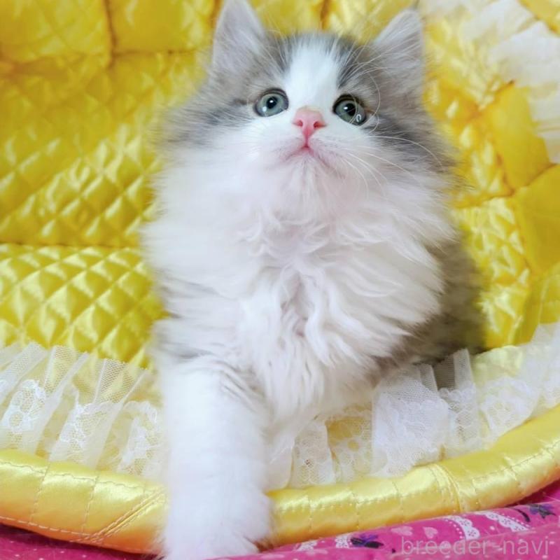 販売中の埼玉県のノルウェージャンフォレストキャット-132740の5枚目