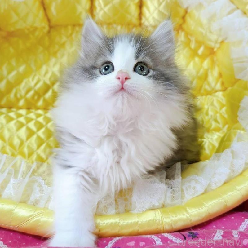 販売中の埼玉県のノルウェージャンフォレストキャット-132740の4枚目