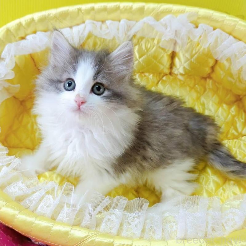 販売中の埼玉県のノルウェージャンフォレストキャット-132740の3枚目