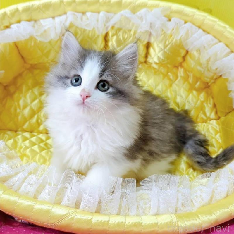 販売中の埼玉県のノルウェージャンフォレストキャット-132740の2枚目