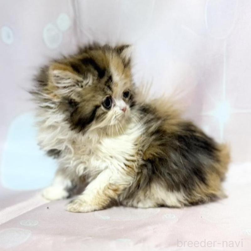 販売中の愛知県のミヌエット-132741