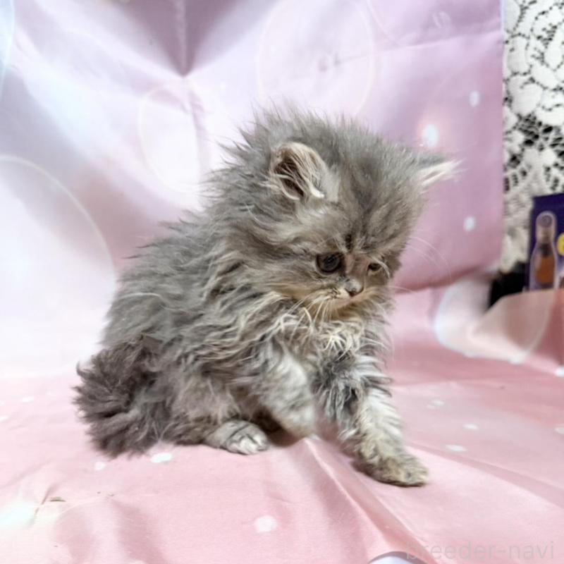 販売中の愛知県のペルシャ(チンチラ)-132742の5枚目