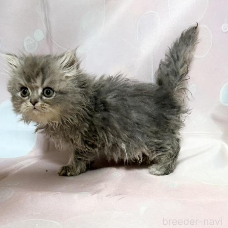 販売中の愛知県のペルシャ(チンチラ)-132742の4枚目