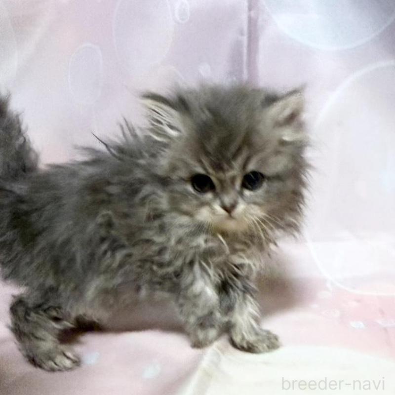 販売中の愛知県のペルシャ(チンチラ)-132742の3枚目