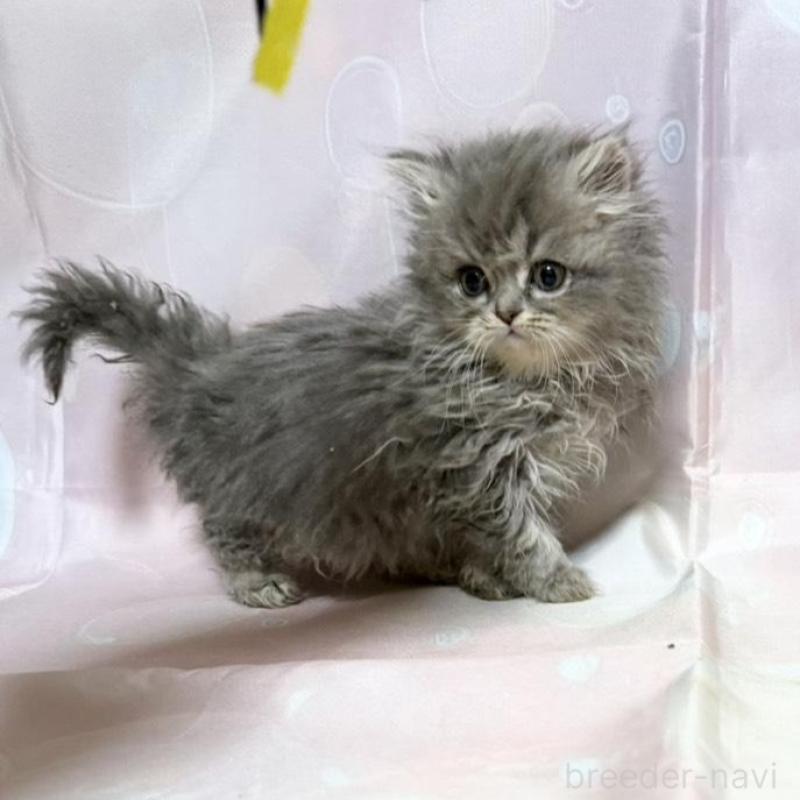 販売中の愛知県のペルシャ(チンチラ)-132742の2枚目