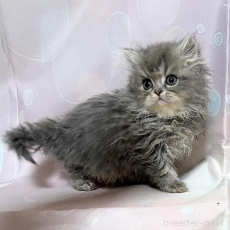 販売中の愛知県のペルシャ(チンチラ)-132742の1枚目