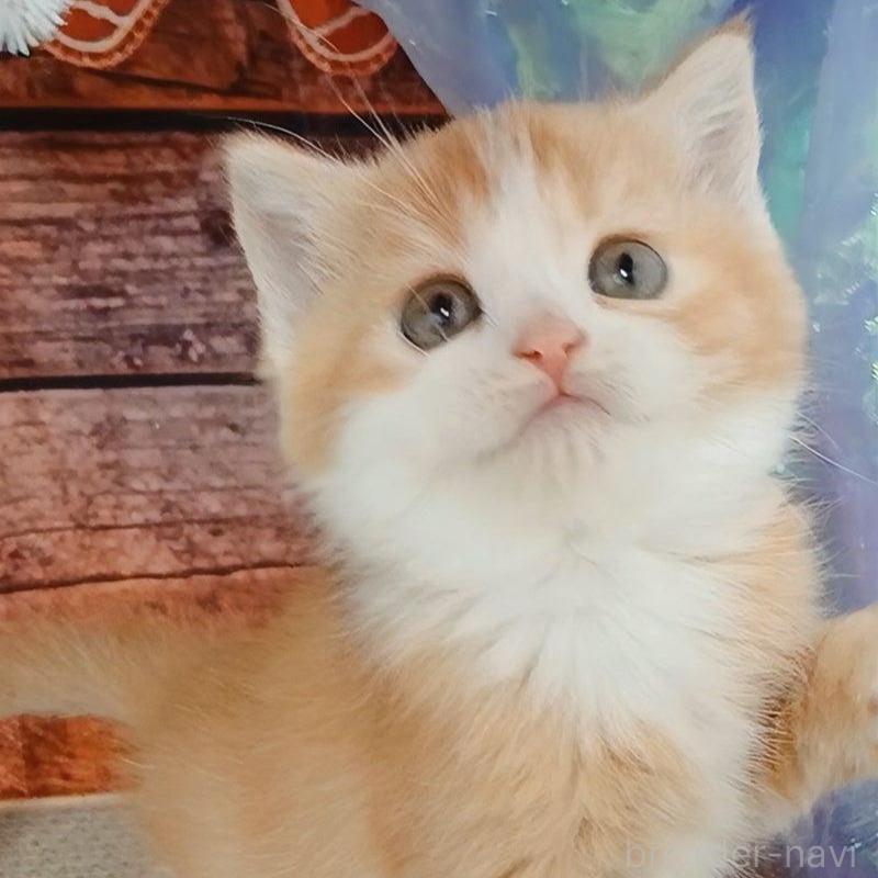 販売中の千葉県のマンチカン-132743の1枚目