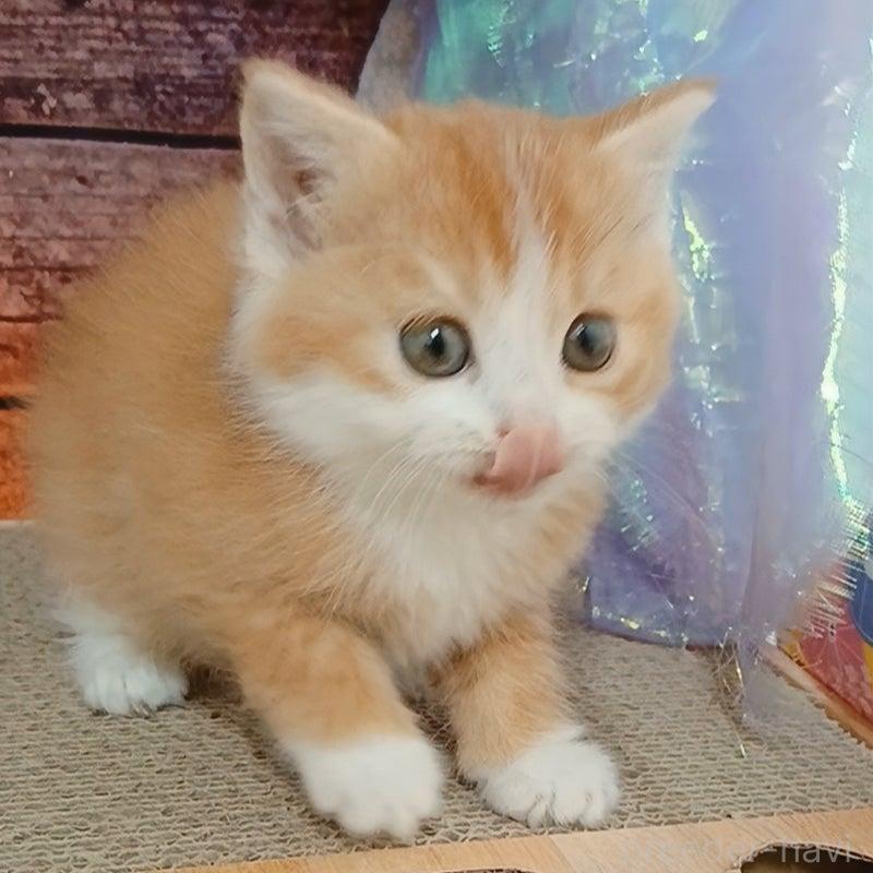 販売中の千葉県のマンチカン-132743の11枚目