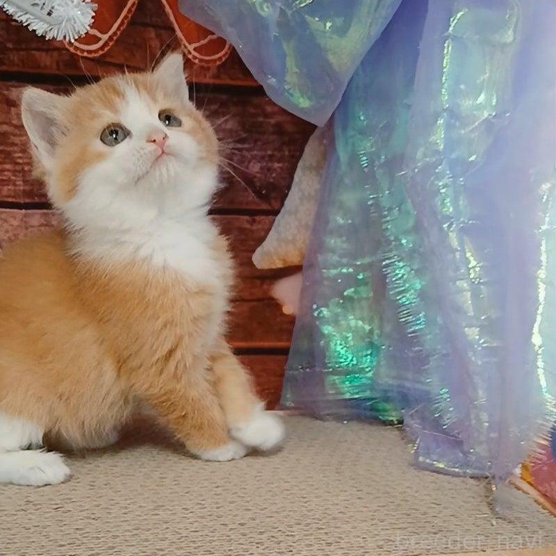 販売中の千葉県のマンチカン-132743の10枚目