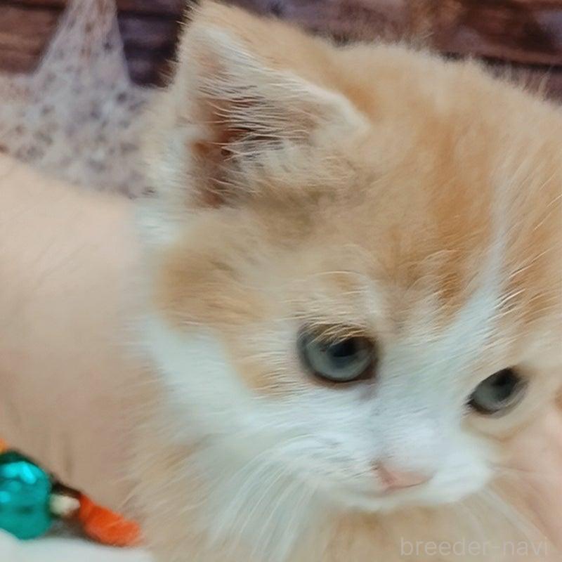 販売中の千葉県のマンチカン-132743の9枚目