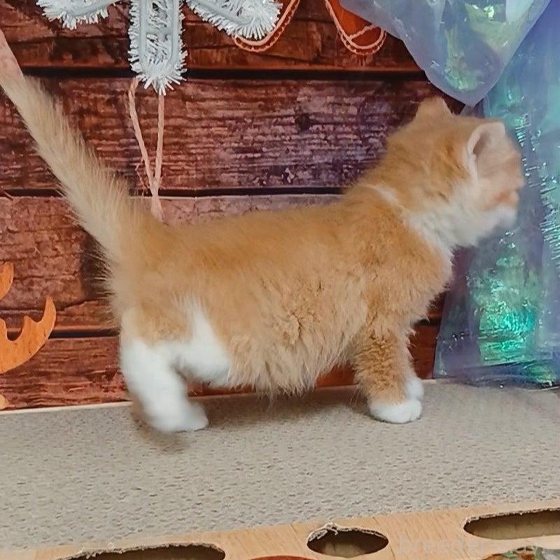 販売中の千葉県のマンチカン-132743の8枚目