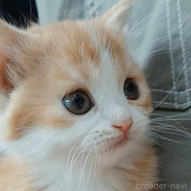 販売中の千葉県のマンチカン-132743の7枚目