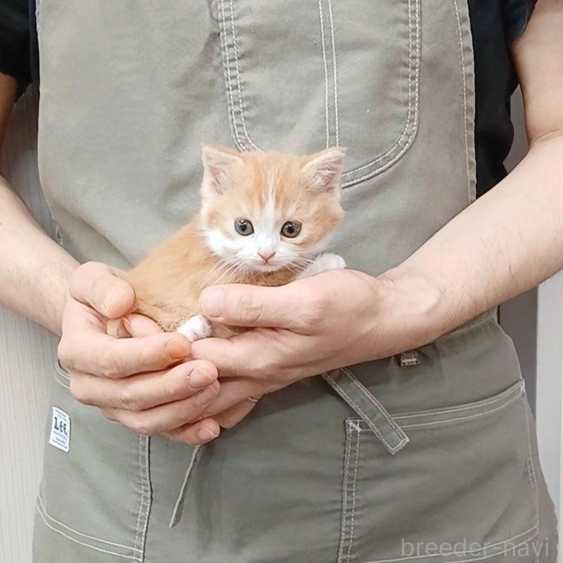 販売中の千葉県のマンチカン-132743の6枚目