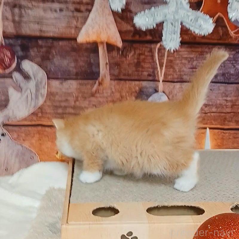 販売中の千葉県のマンチカン-132743の5枚目