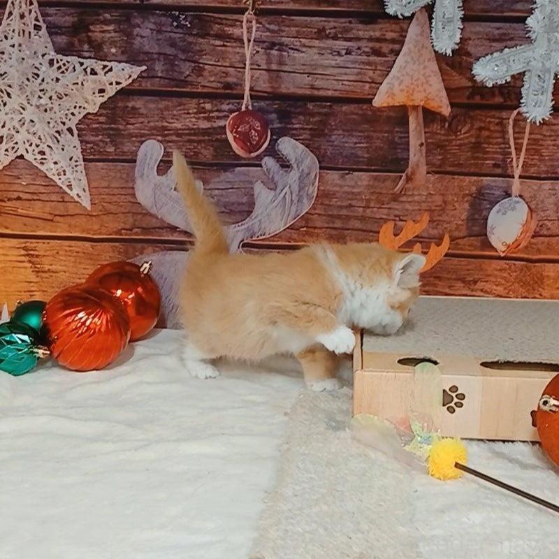 販売中の千葉県のマンチカン-132743の4枚目