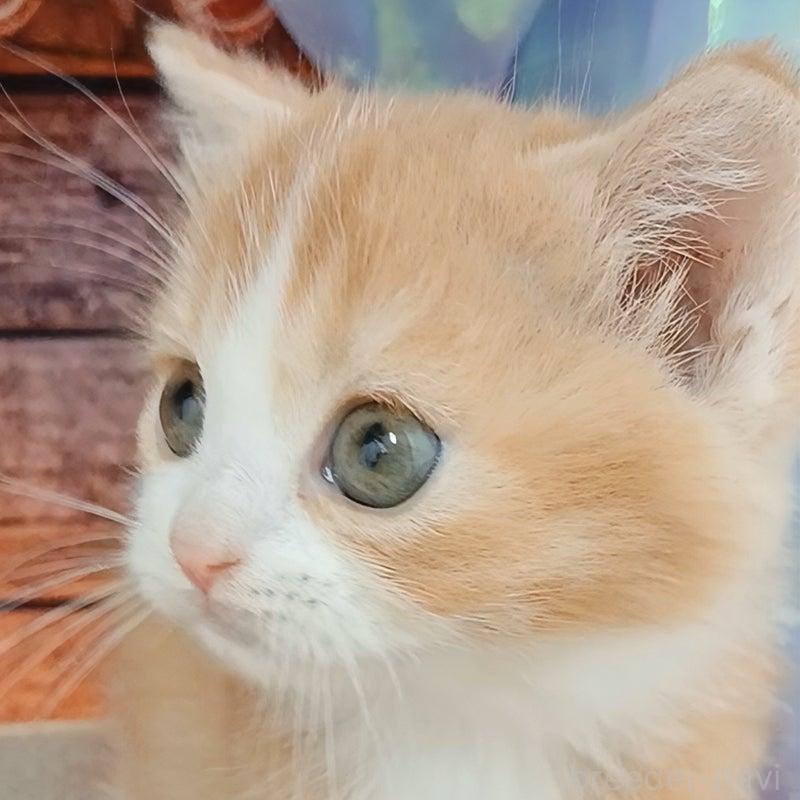 販売中の千葉県のマンチカン-132743の3枚目