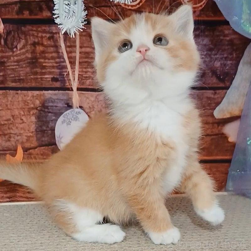 販売中の千葉県のマンチカン-132743の2枚目