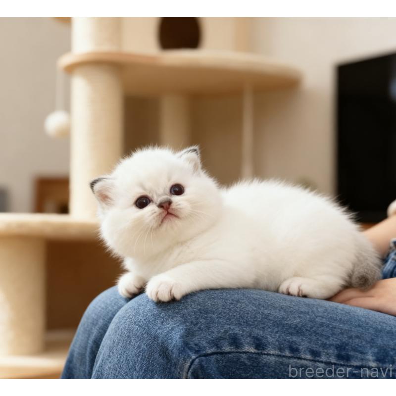 販売中の埼玉県のラグドール-132830の7枚目