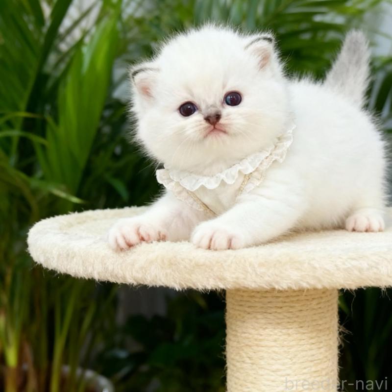 販売中の埼玉県のラグドール-132830の6枚目