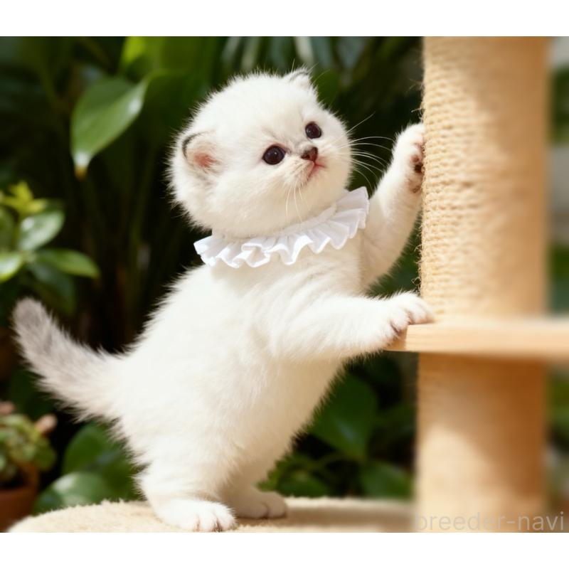 販売中の埼玉県のラグドール-132830の5枚目