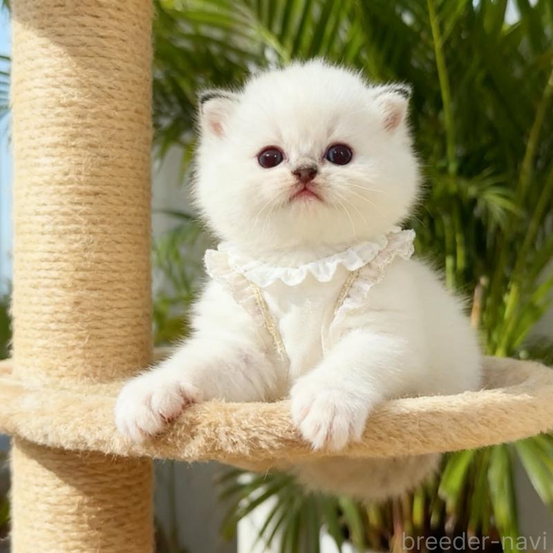 販売中の埼玉県のラグドール-132830の4枚目