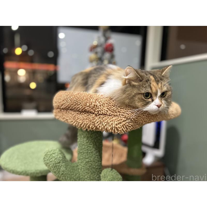 販売中の長野県のミヌエット-132831の5枚目