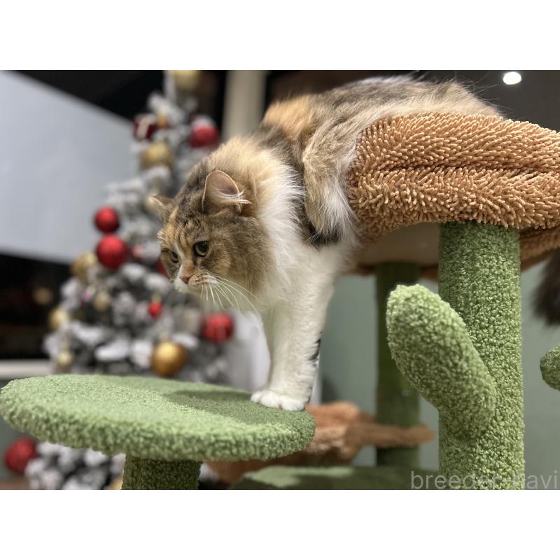 販売中の長野県のミヌエット-132831の4枚目