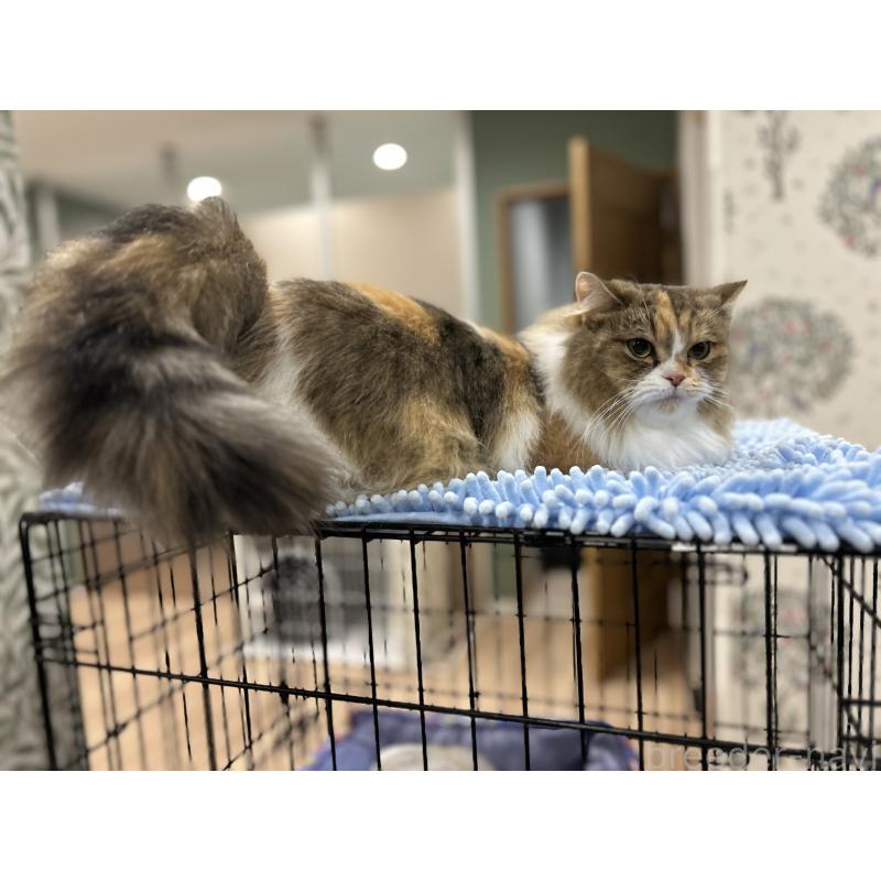 販売中の長野県のミヌエット-132831の3枚目