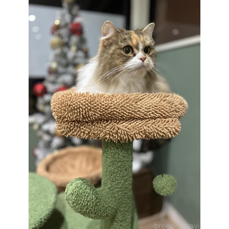 販売中の長野県のミヌエット-132831の2枚目