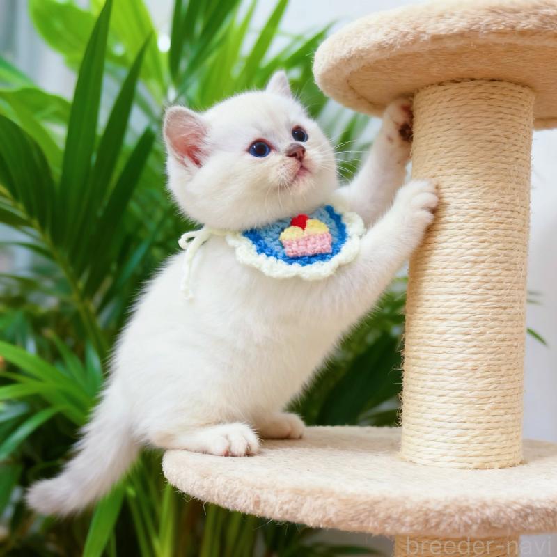 販売中の埼玉県のラグドール-132832の4枚目