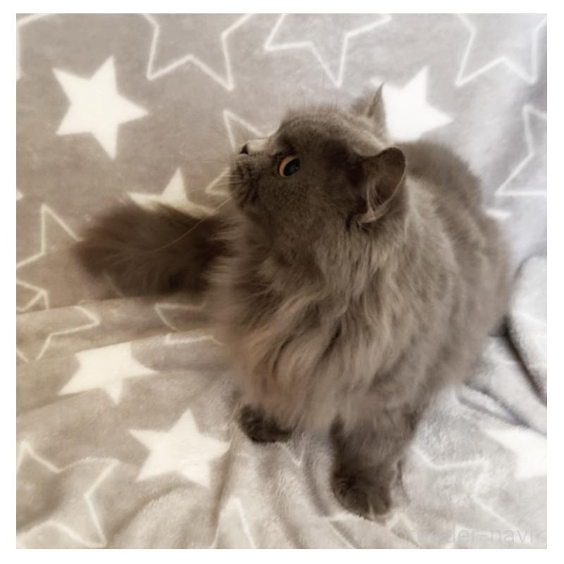 販売中の埼玉県のスコティッシュフォールド-132839の6枚目