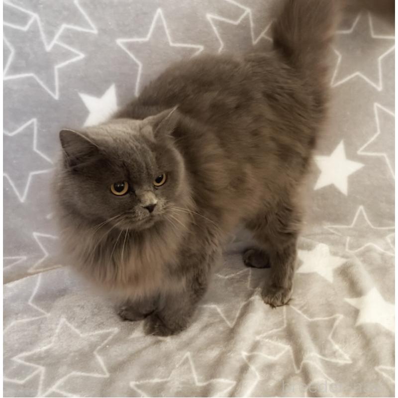 販売中の埼玉県のスコティッシュフォールド-132839の5枚目