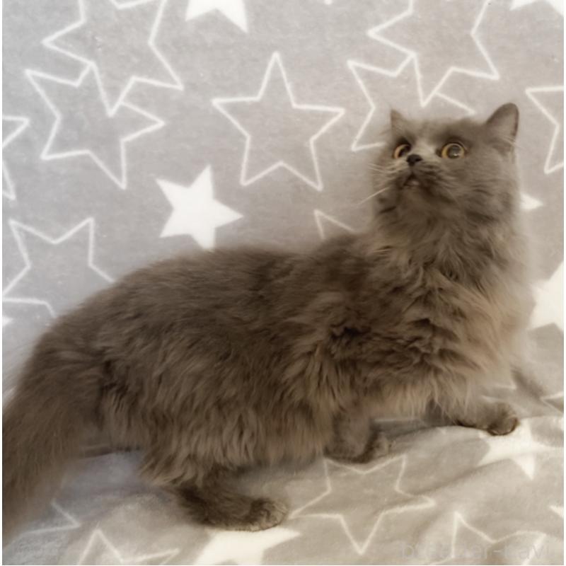 販売中の埼玉県のスコティッシュフォールド-132839の4枚目