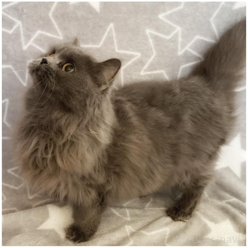 販売中の埼玉県のスコティッシュフォールド-132839の3枚目