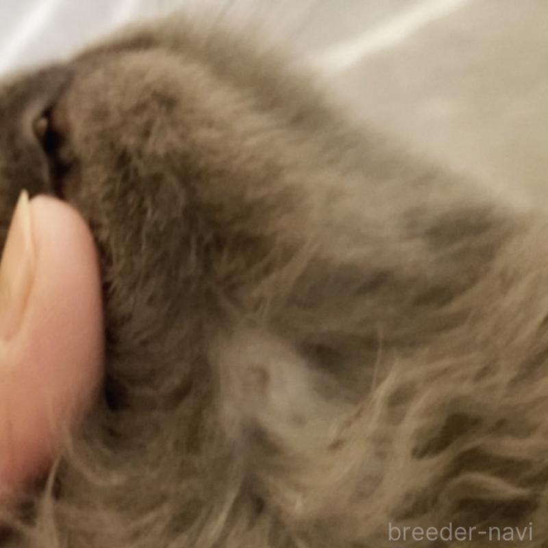 販売中の埼玉県のスコティッシュフォールド-132839の2枚目