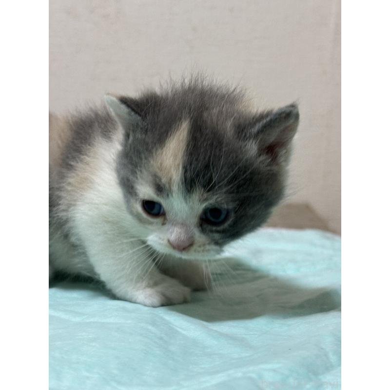 商談中の栃木県のブリティッシュショートヘア-131980の3枚目