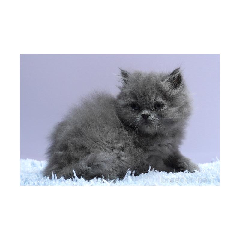 販売中の群馬県のミヌエット-132842の3枚目