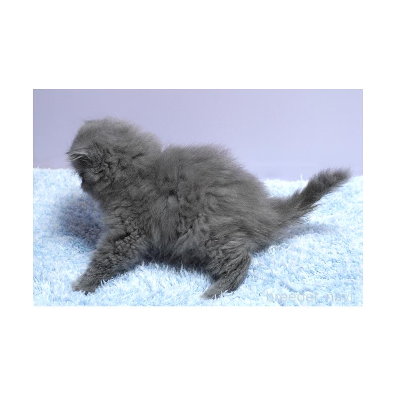 販売中の群馬県のミヌエット-132842の2枚目