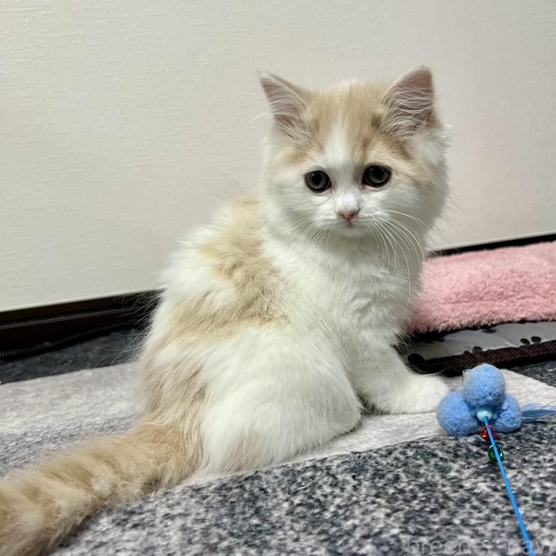 販売中の三重県のスコティッシュフォールド-129919の8枚目