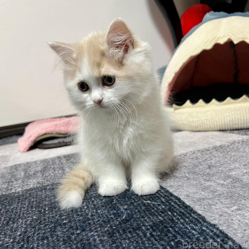 販売中の三重県のスコティッシュフォールド-129919の7枚目