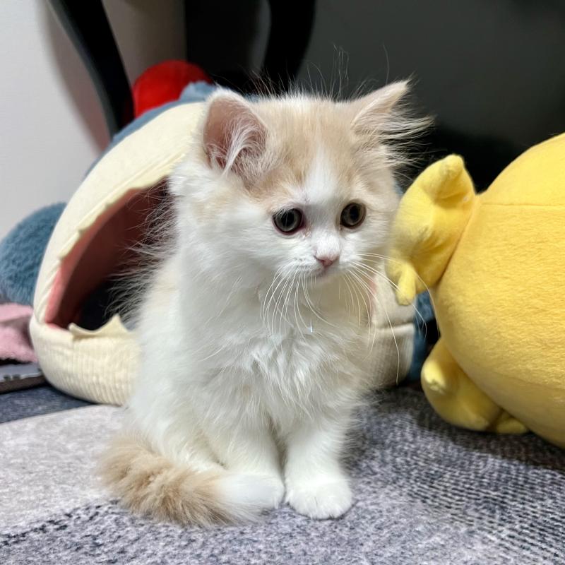 販売中の三重県のスコティッシュフォールド-129919の6枚目