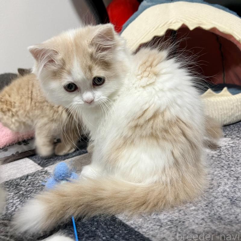 販売中の三重県のスコティッシュフォールド-129919の5枚目