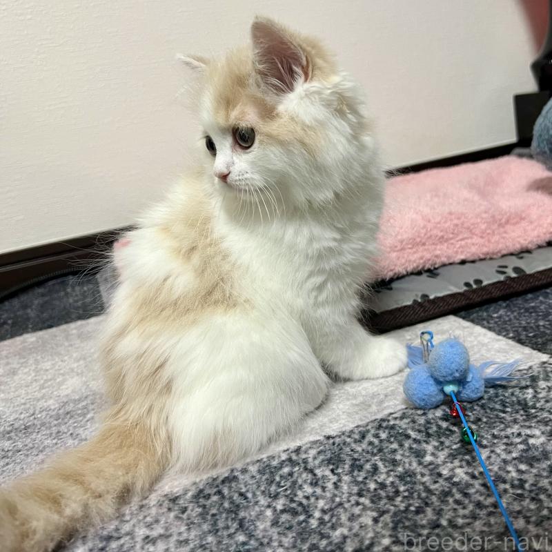 販売中の三重県のスコティッシュフォールド-129919の4枚目