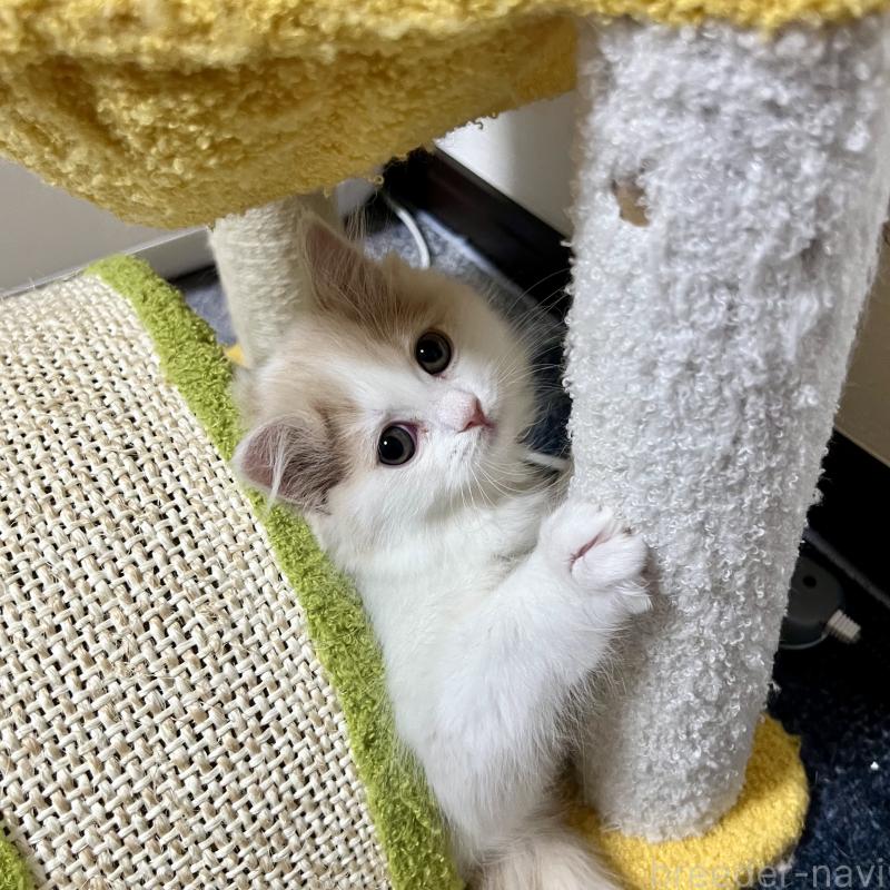 販売中の三重県のスコティッシュフォールド-129919の3枚目